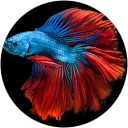 J Dsouza profile picture